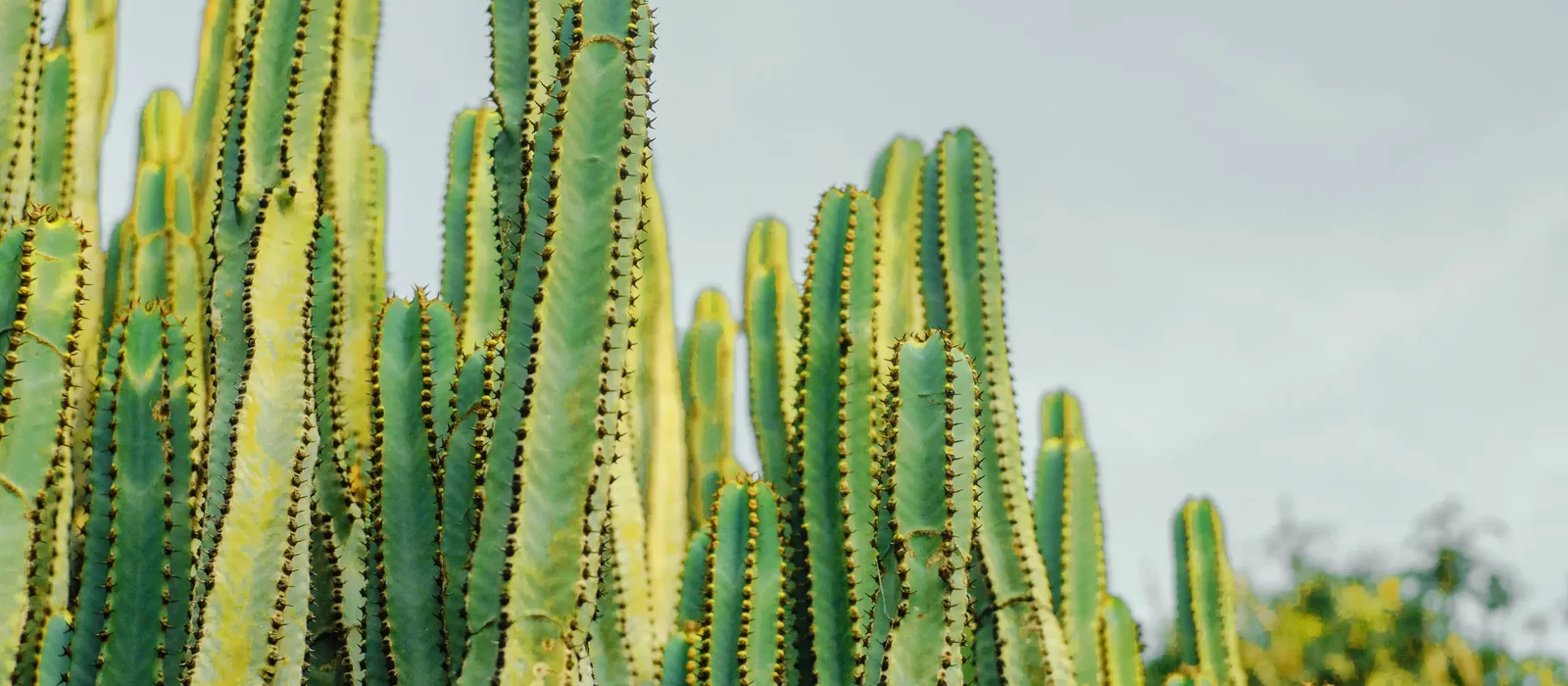 Stand of green columnar cactus against a pale desert sky